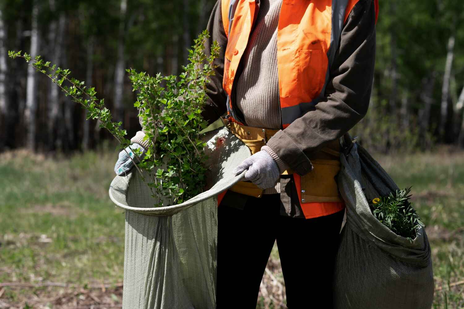 The Steps Involved in Our Tree Care Process in Irving, TX